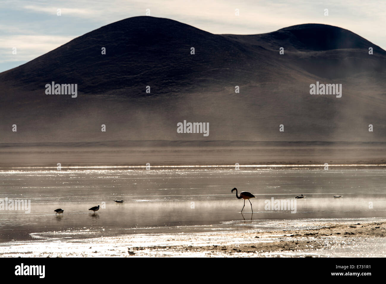 Flamingo Phoenicopterus nella nebbia a Laguna Bianca (laguna blanca) Boliva, Sud America Foto Stock