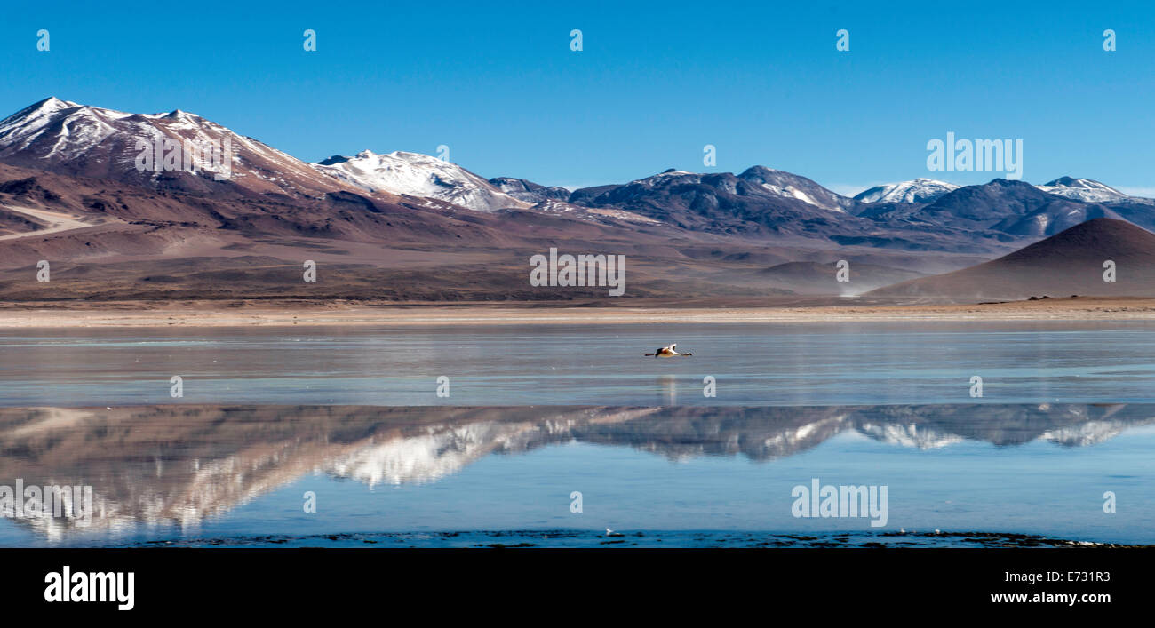 Flamingo Phoenicopterus volando sopra la laguna bianca (laguna blanca) Boliva, Sud America Foto Stock