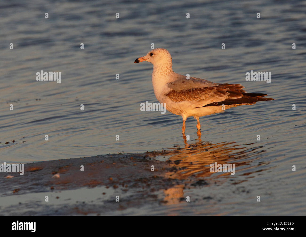 Anello di Gabbiano fatturati (Larus delawarensis) arroccato in acqua a riva nella luce della sera Foto Stock