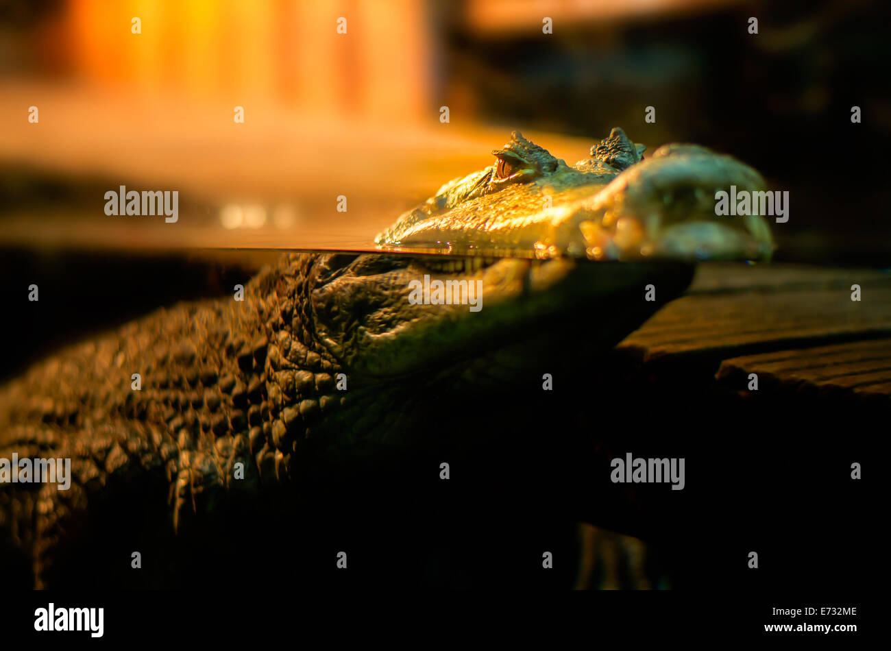 Crocodile guardando e galleggiante sulla superficie dell'acqua in acquario Foto Stock