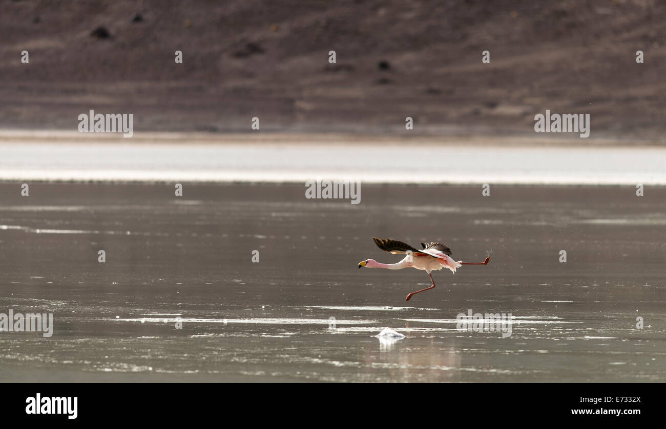 Il fenicottero rosa Phoenicopterus in volo a laguna Chiarcota Bolivia, Sud America Foto Stock