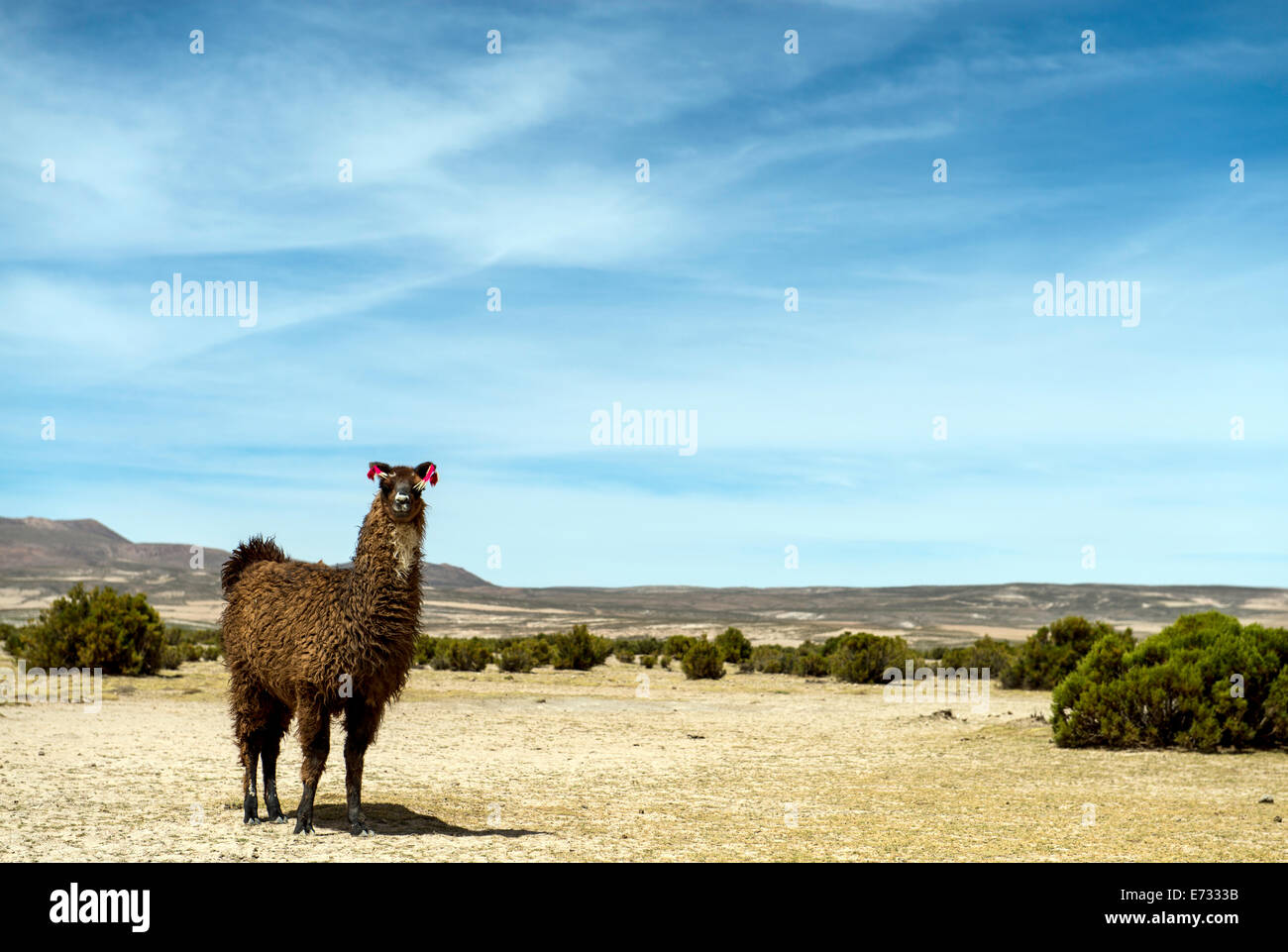 Llama, Lama glama (Linnaeus) Bolivia, Sud America Foto Stock