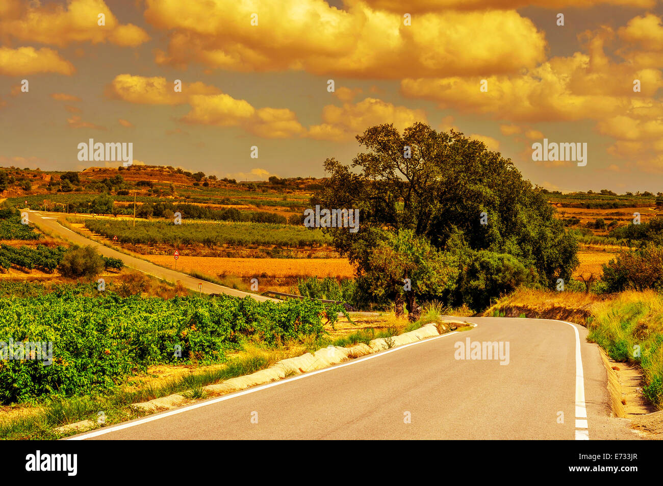 Vista di un tranquillo paesaggio con vigneti e una strada secondaria in un paese mediterraneo al tramonto Foto Stock
