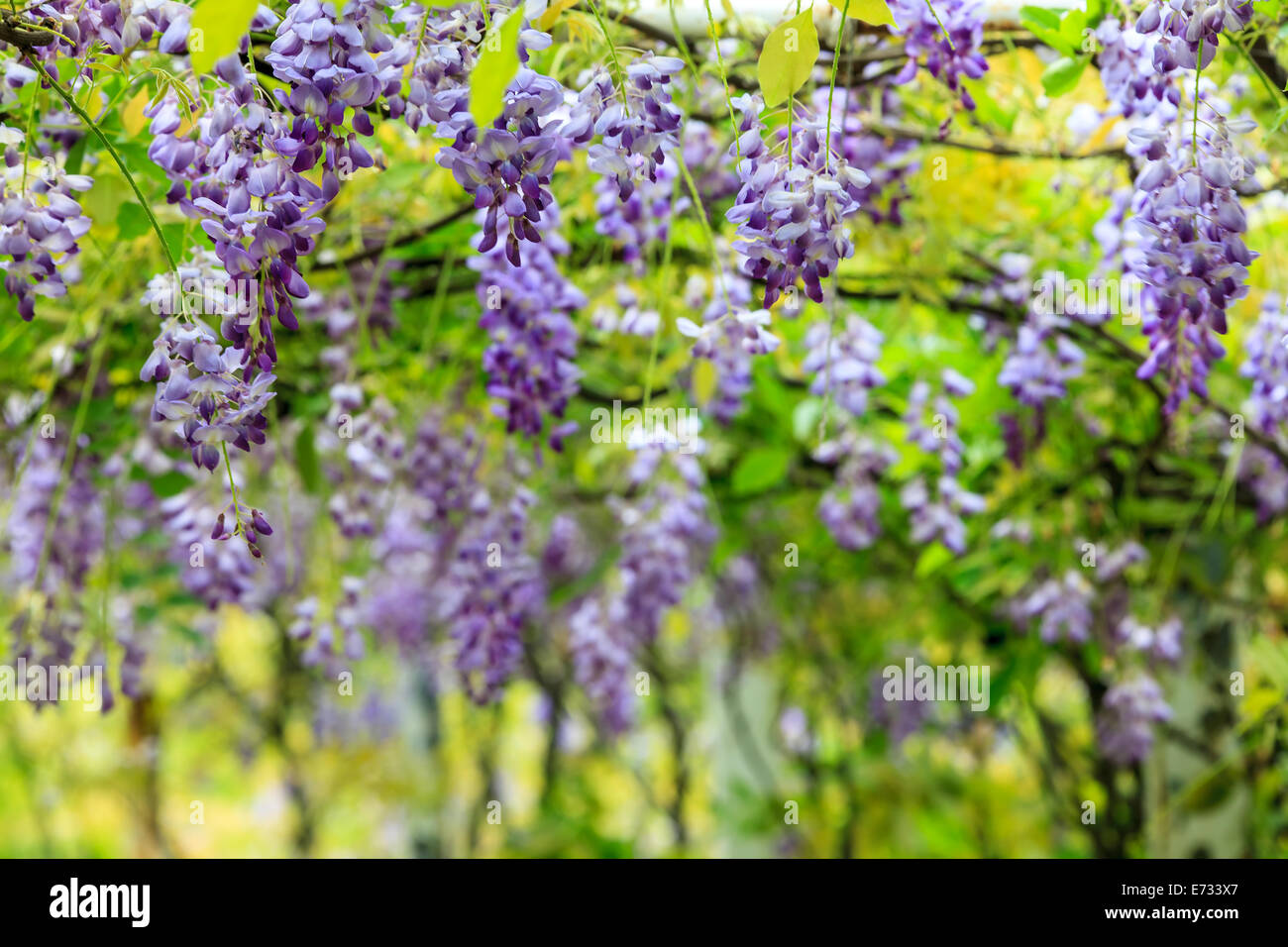 Il Glicine trellis. ottime vedute di Taiwan per adv o altri usi Foto Stock