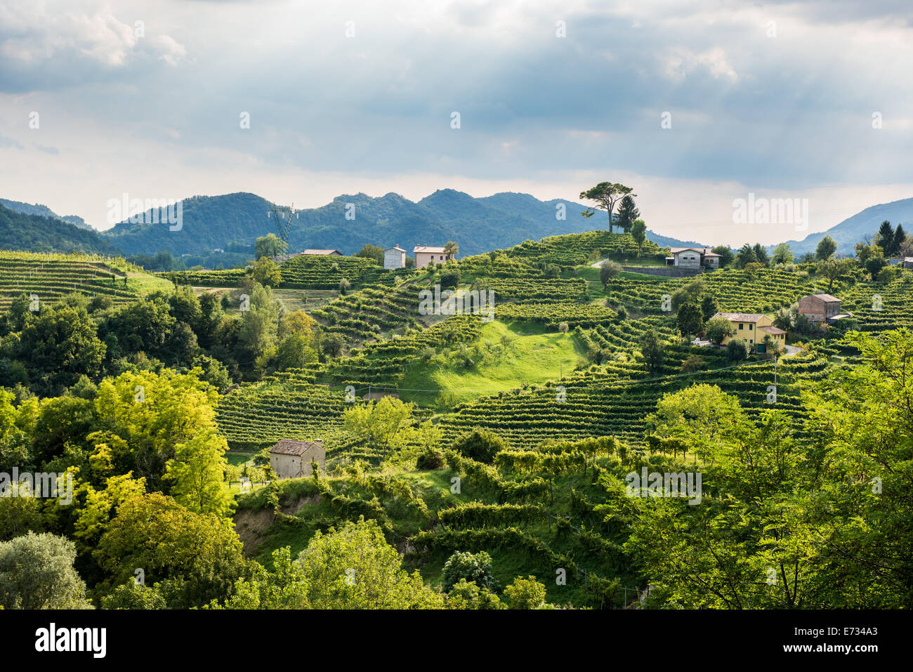 Paesaggio di Dolle, Veneto, tratto dal vigneto terrazzato Duca di Dolle. Foto Stock