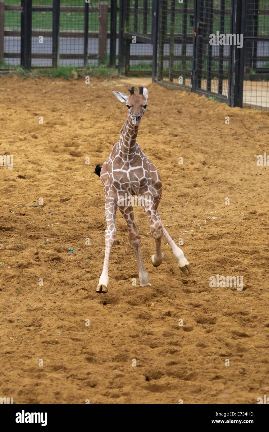 Lo Zoo Whipsnade, Bedfordshire, Regno Unito. 05 Sep, 2014. ZSL Whipsnade Zoo festeggia l'arrivo del nuovo baby giraffa. Il come-ancora senza nome la giraffa è nato il 18 agosto per seconda volta la mamma Ijuma © stili di Neville/Alamy Live News Foto Stock