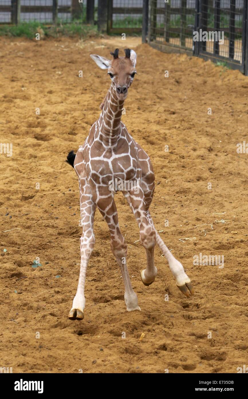 Lo Zoo Whipsnade, Bedfordshire, Regno Unito, 05 settembre, 2014. ZSL Whipsnade Zoo festeggia l'arrivo del nuovo baby giraffa. Il come-ancora senza nome la giraffa è nato il 18 agosto per seconda volta la mamma Ijuma Credit: stili di Neville/Alamy Live News Foto Stock