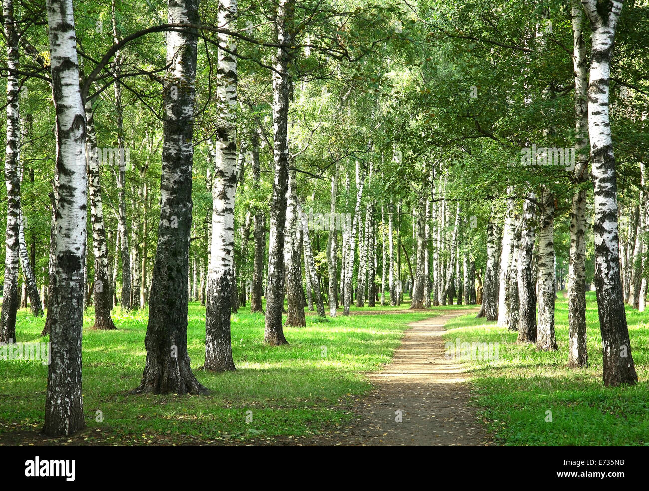 Nei primi giorni di autunno in mattinata soleggiata foresta di betulla Foto Stock