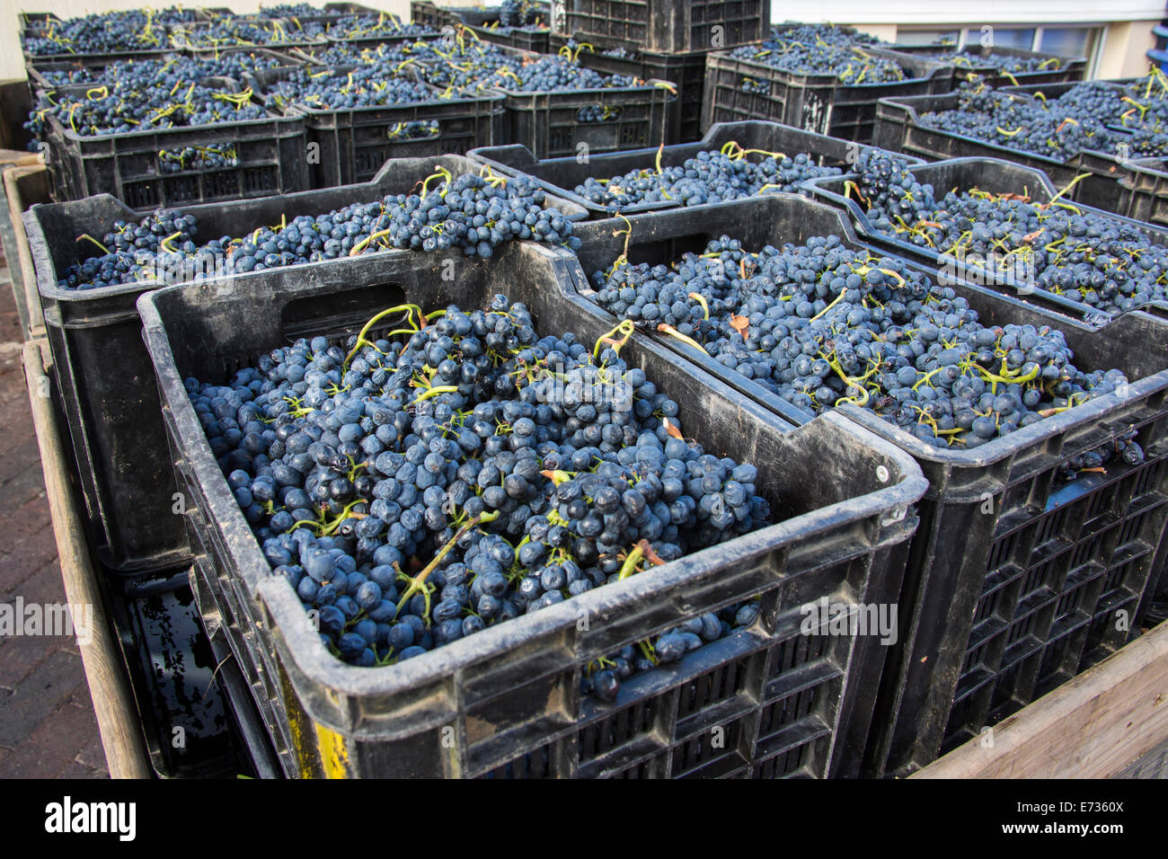 Uve Rosse raccolte in plastica crea e pronto per l'elaborazione presso la Kleine Zalze azienda vinicola Foto Stock