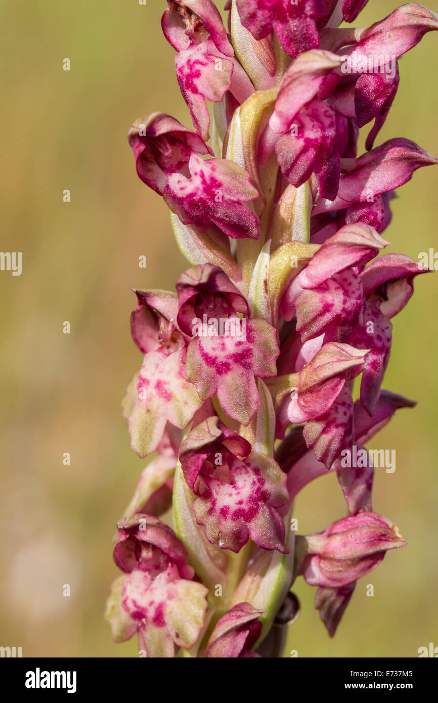 Orchis coriophora Wanzen Knabenkraut Bug Orchid Foto Stock