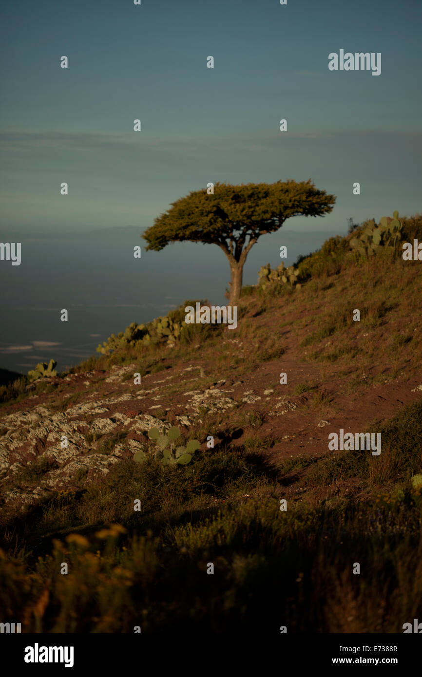 Il Cerro Quemado hill a sunrise in Wirikuta, Real de Catorce, San Luis Potosi, Messico, 25 luglio 2014. Wirikuta è un sacro pla Foto Stock