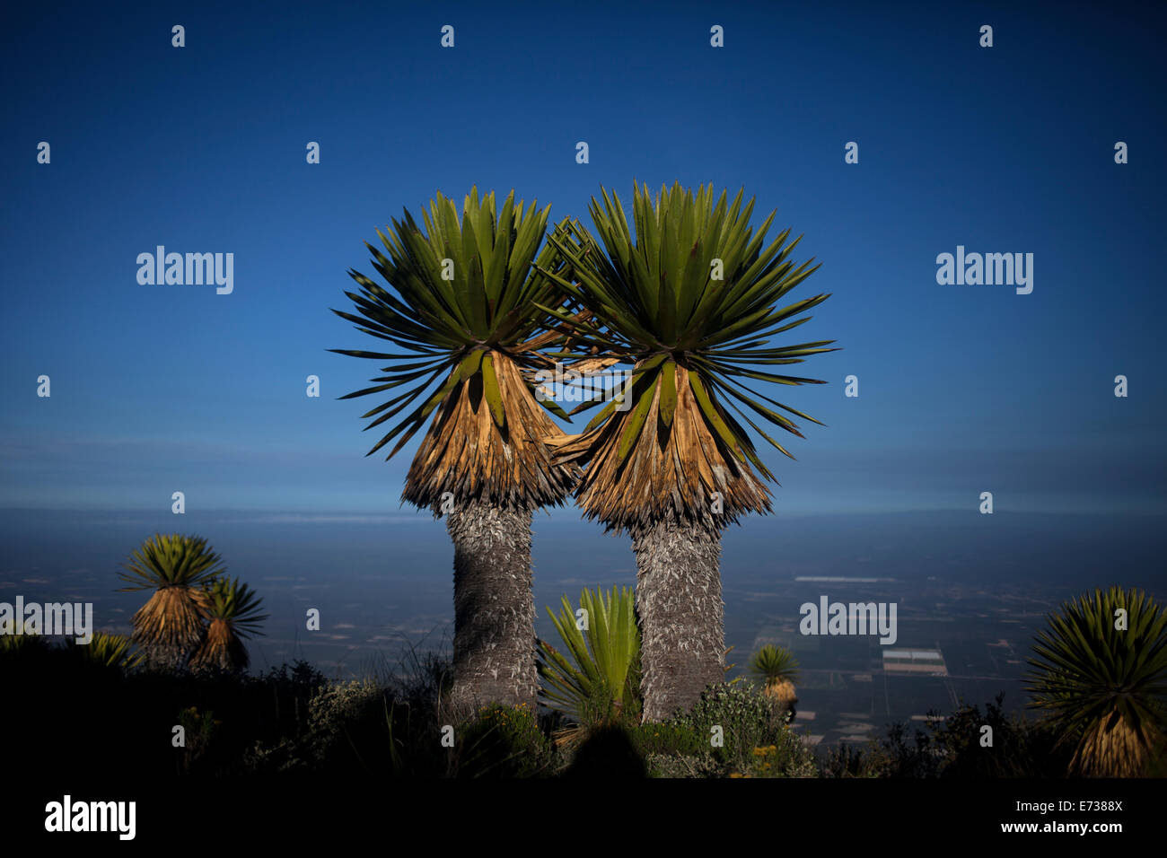 Le palme in Cerro Quemado hill a sunrise in Wirikuta, Real de Catorce, San Luis Potosi, Messico, 25 luglio 2014. Foto Stock