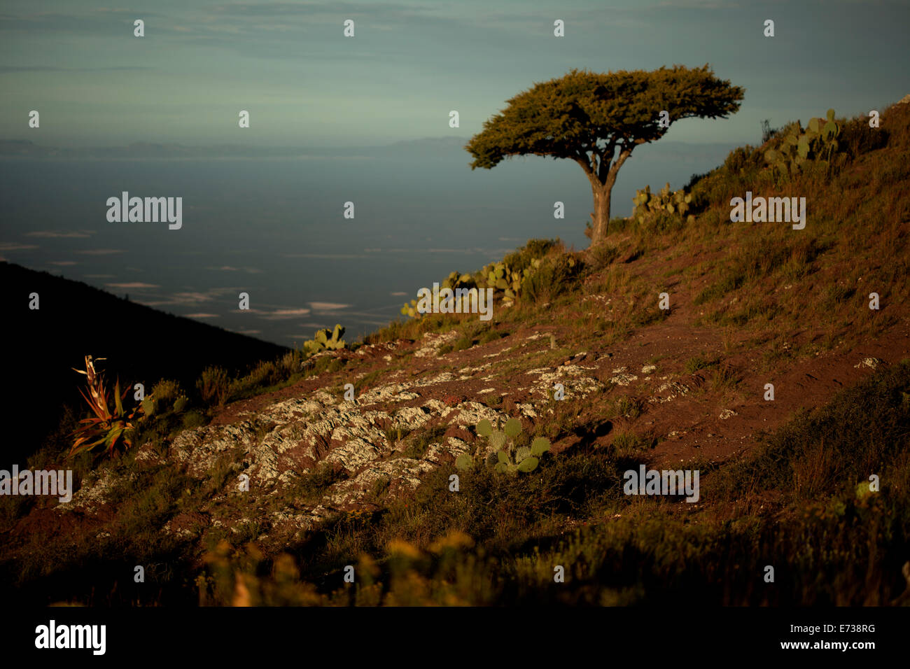 Il Cerro Quemado hill a sunrise in Wirikuta, Real de Catorce, San Luis Potosi, Messico, 25 luglio 2014. Foto Stock