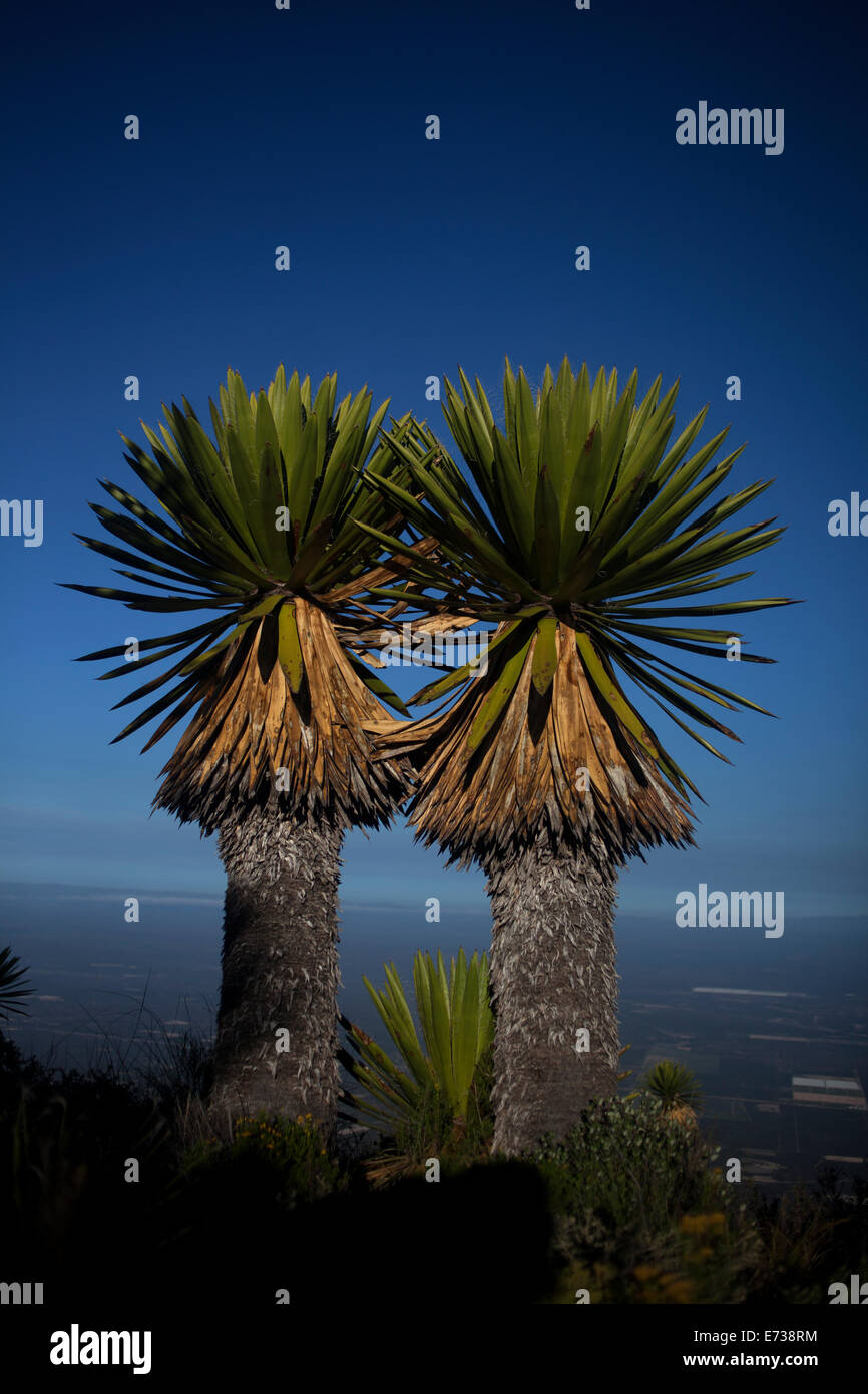 Le palme in Cerro Quemado hill a sunrise in Wirikuta, Real de Catorce, San Luis Potosi, Messico, 25 luglio 2014. Foto Stock