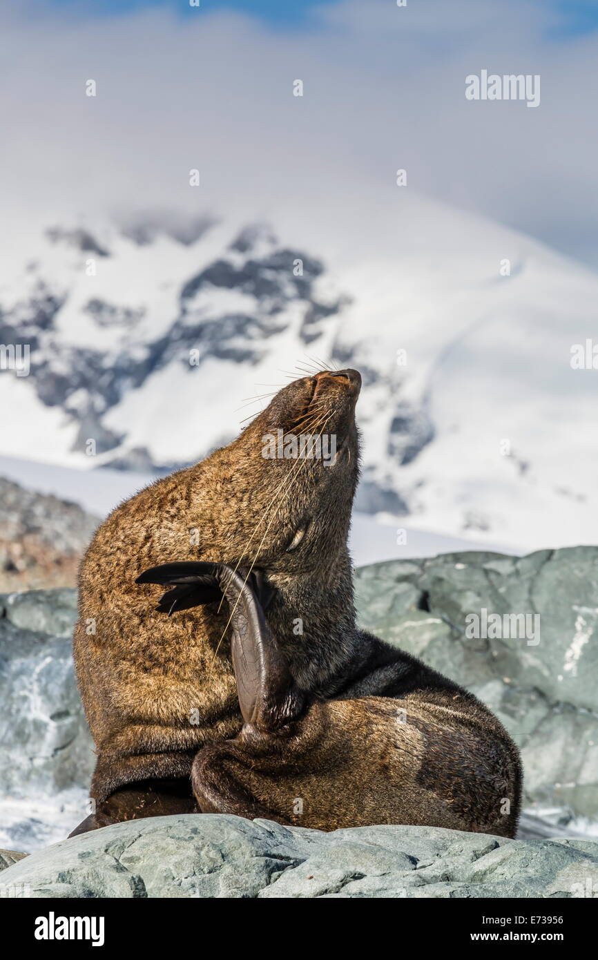 Adulto Antartico pelliccia sigillo (Arctocephalus gazella), Danco Island, Antartide, oceano meridionale, regioni polari Foto Stock