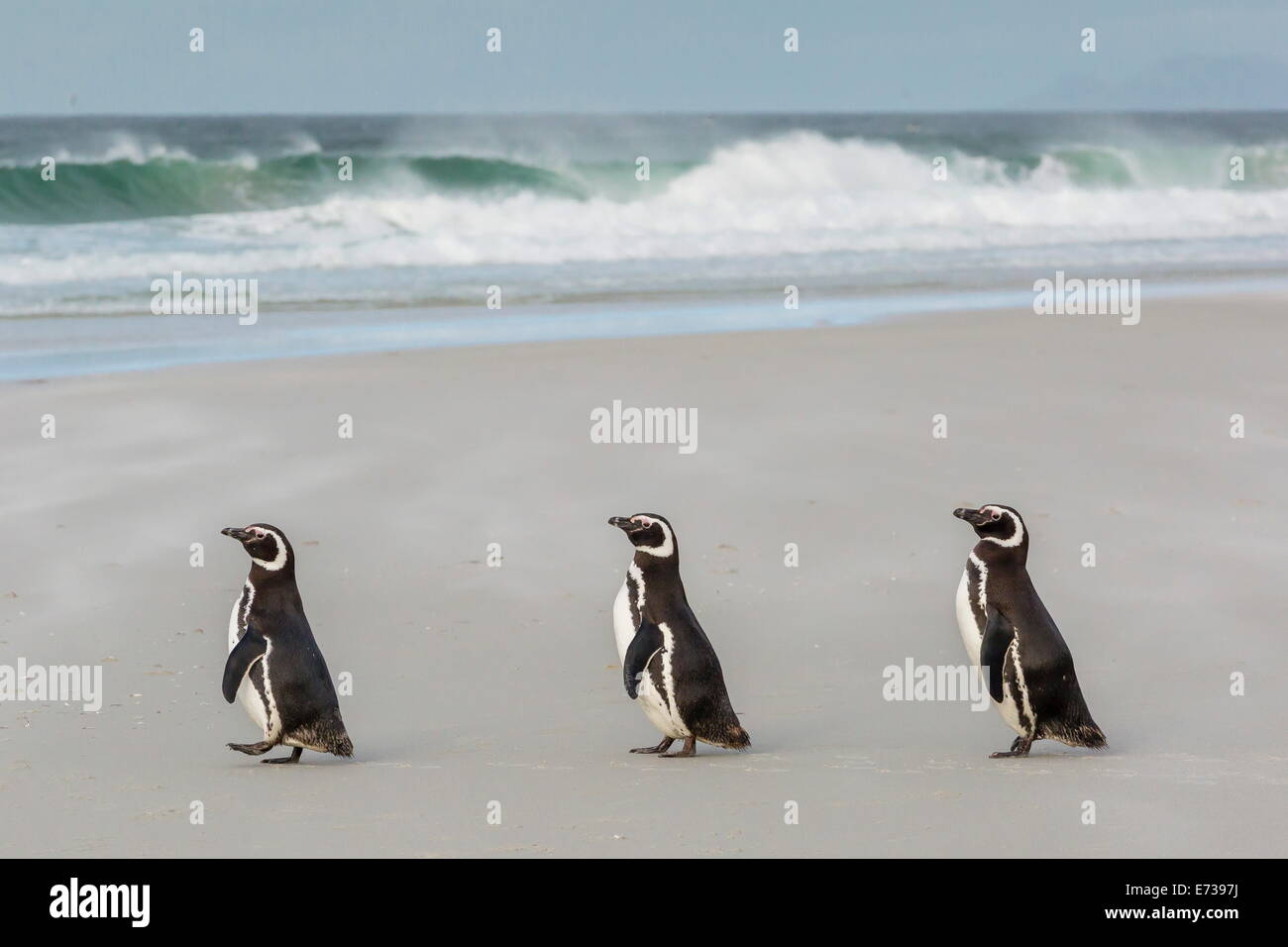 I pinguini di Magellano (Spheniscus magellanicus) ritornando al mare per nutrirsi di Saunders Island, West Isole Falkland Foto Stock