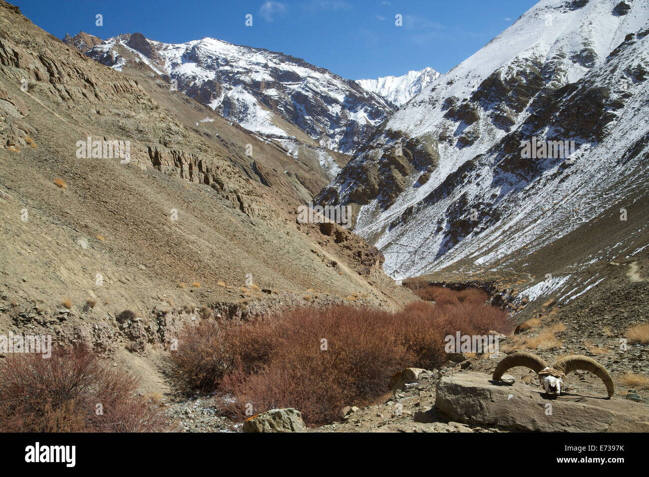Hemis National Park in inverno, Ladakh, India, Asia Foto Stock