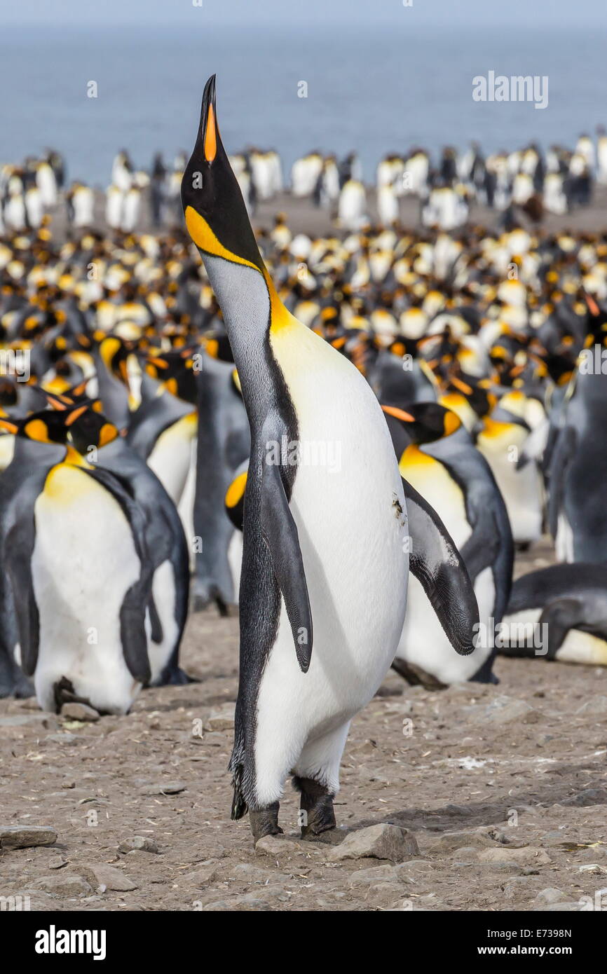 Pinguino reale (Aptenodytes patagonicus) allevamento colonia in st Andrews Bay, Georgia del Sud, Regno Unito protettorato d'oltremare Foto Stock
