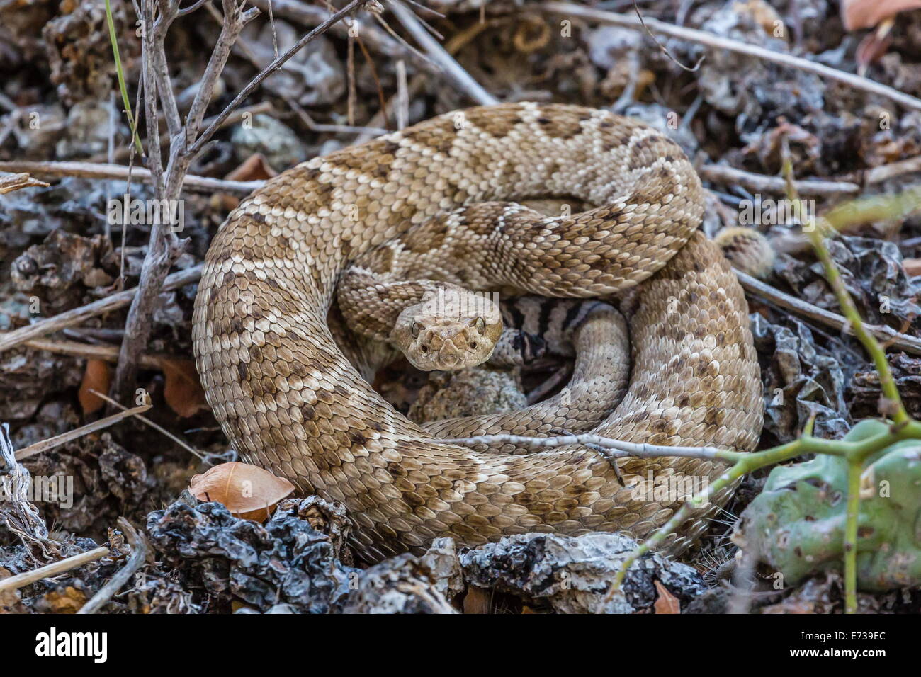 Adulto Isla Catalina rattleless rattlesnake nel suo colore marrone variazione, Isla Santa Catalina, Baja California Sur, Messico Foto Stock