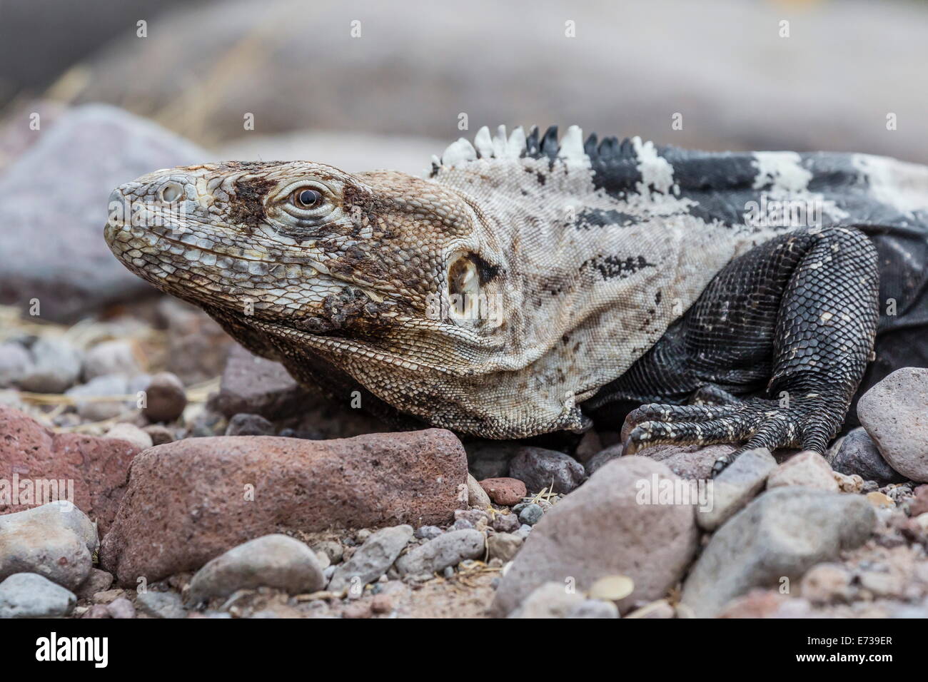 Adulto Isla San Esteban spinoso-tailed iguana crogiolarsi al sole su Isla San Esteban, Baja California, Messico Foto Stock