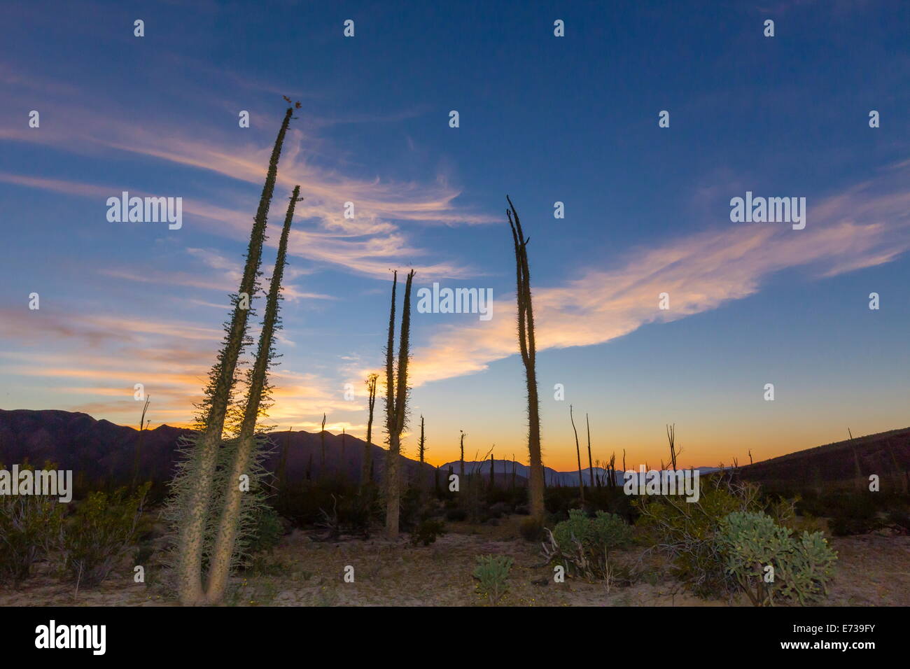 Enormi alberi Boojum (Cirio) (Fouquieria columnaris) al tramonto, vicino a Bahia de Los Angeles, Baja California Norte, Messico Foto Stock