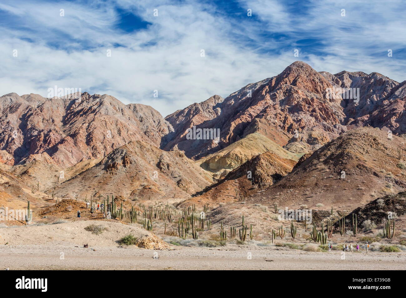 Cardon cactus sul lato occidentale di Isla Angel de la guarda, Golfo di California, Baja California, Messico, America del Nord Foto Stock