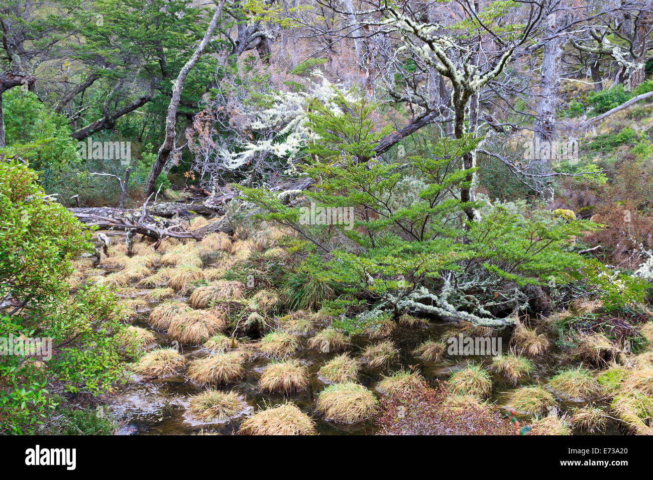 Magellanic lenga (Nothofagus pumilio) la foresta e la palude, Parco Nazionale Torres del Paine, Patagonia, Cile, Sud America Foto Stock