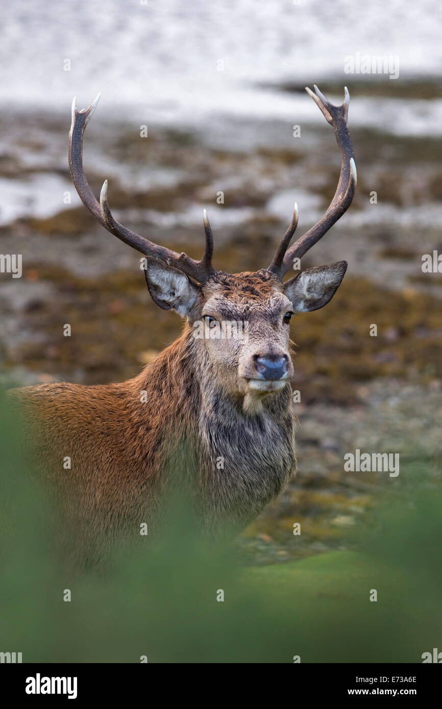 Red Deer cervo (Cervus elaphus), Arran, Scotland, Regno Unito, Europa Foto Stock