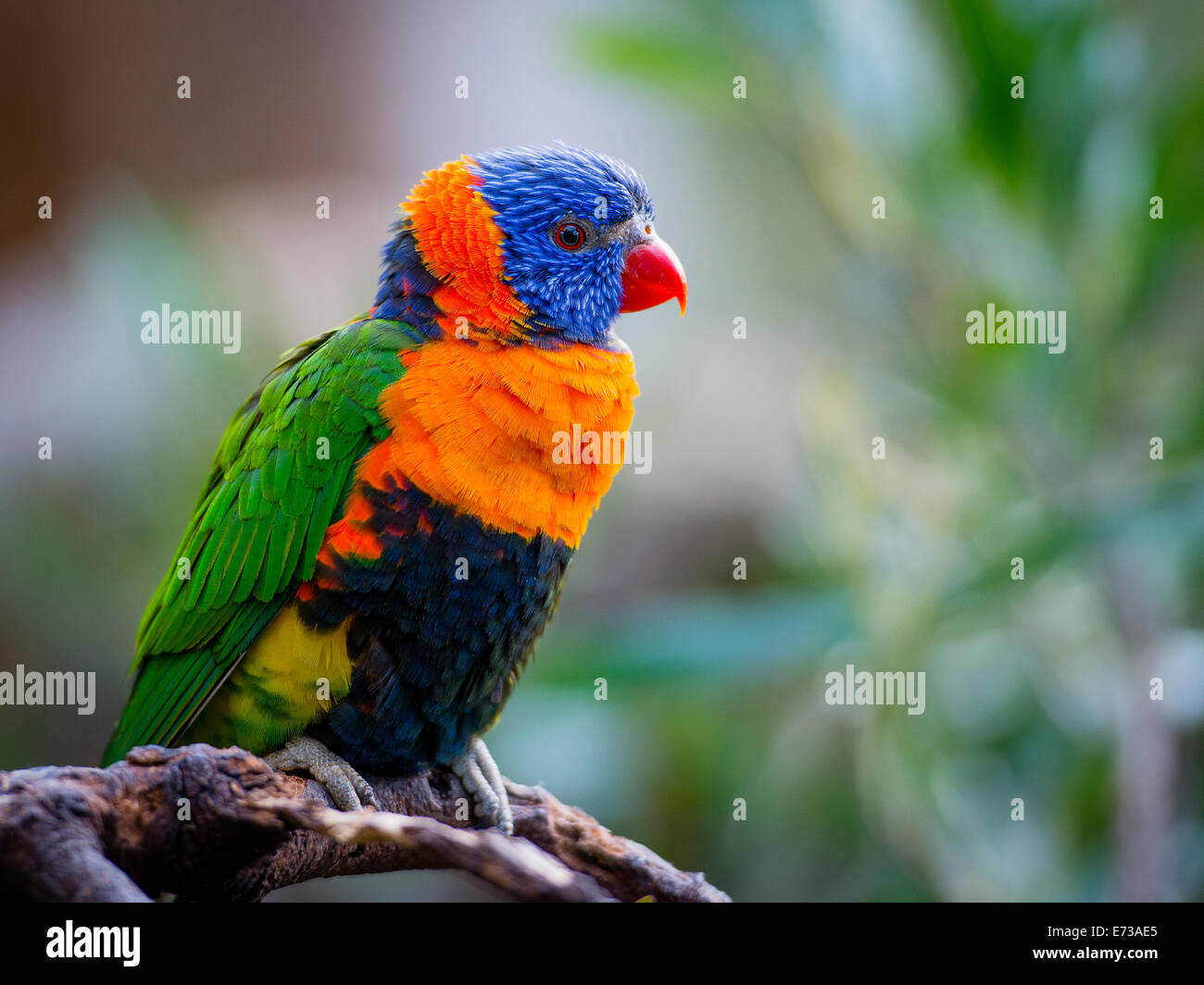 Rainbow Lorikeet sono molto luminose piumaggio. Testa è profondo blu, le ali, posteriore e le luci di coda sono di colore verde intenso. Girato usando Nikon-D800E. Foto Stock