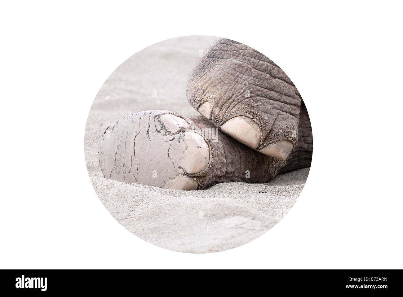 Di elefante piedi. Foto Stock