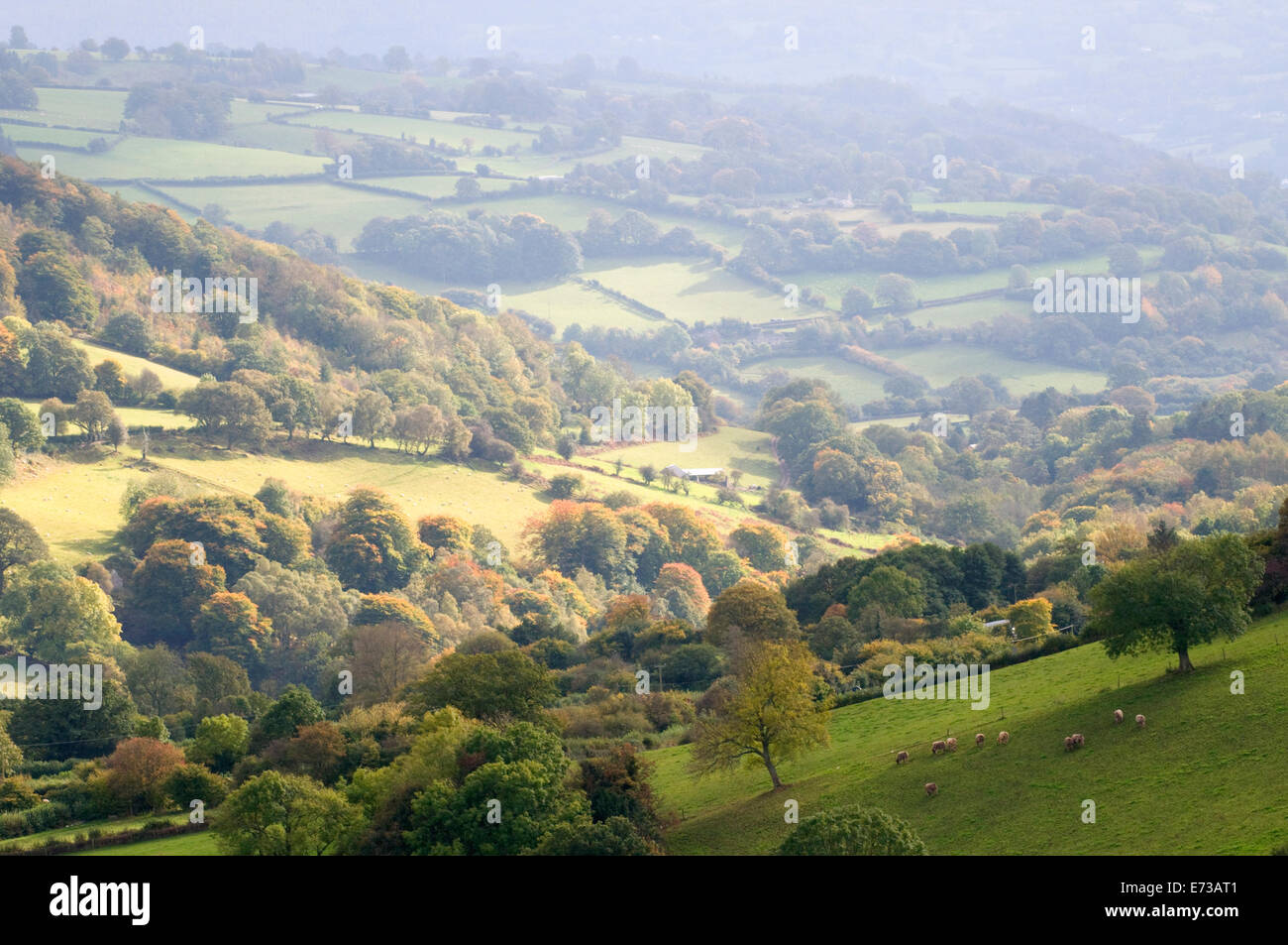 La laminazione soleggiate colline Welsh & woodland agricolo minimo rurale REGNO UNITO Foto Stock