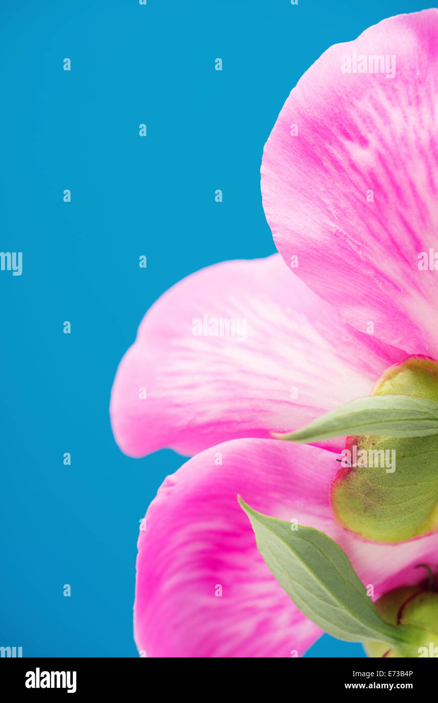 Close up di fioritura rosa peonia fiore su sfondo blu Foto Stock