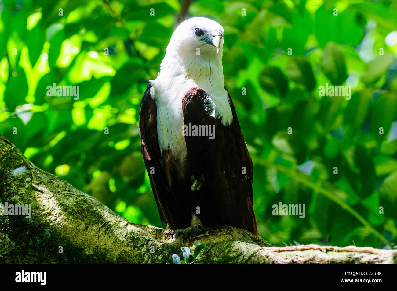 Bianco-gonfiato aquila del mare (Haliaeetus leucogaster), Davao, sull isola di Mindanao, Filippine, Sud-est asiatico, in Asia Foto Stock