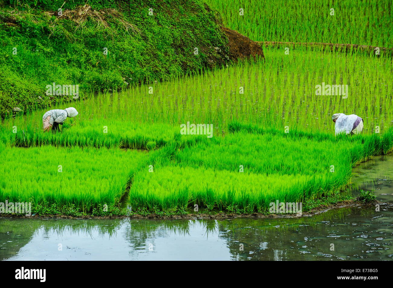 La gente la mietitura del riso teraces di Banaue, Sito Patrimonio Mondiale dell'UNESCO, Northern Luzon, Filippine, Sud-est asiatico, in Asia Foto Stock