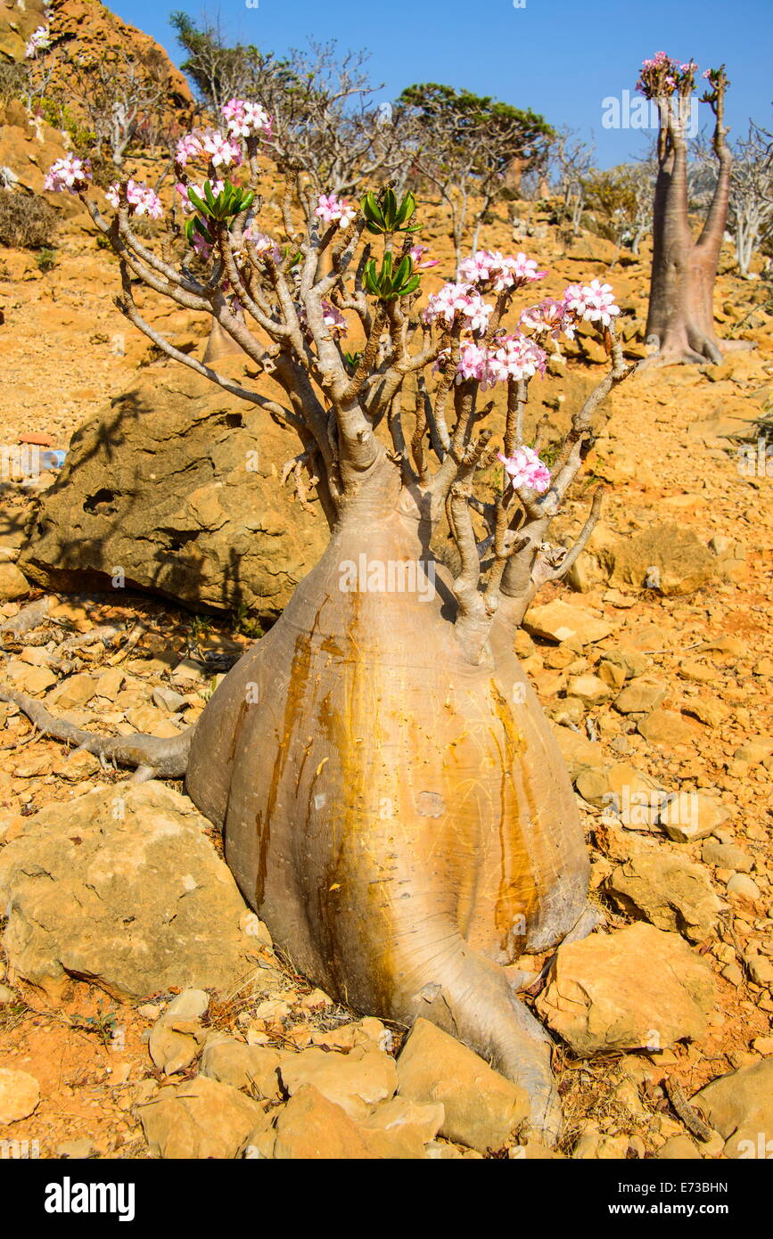 Bottiglia di alberi in fiore (Adenium obesum), albero endemico di Socotra, Homil Area Protetta, isola di Socotra, sito UNESCO, Yemen Foto Stock