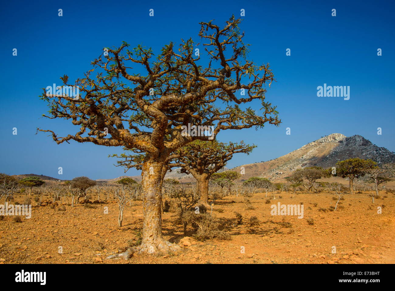 Alberi di frankincense (Boswellia elongata), Homil Area Protetta, isola di Socotra, Sito Patrimonio Mondiale dell'UNESCO, Yemen, Medio Oriente Foto Stock