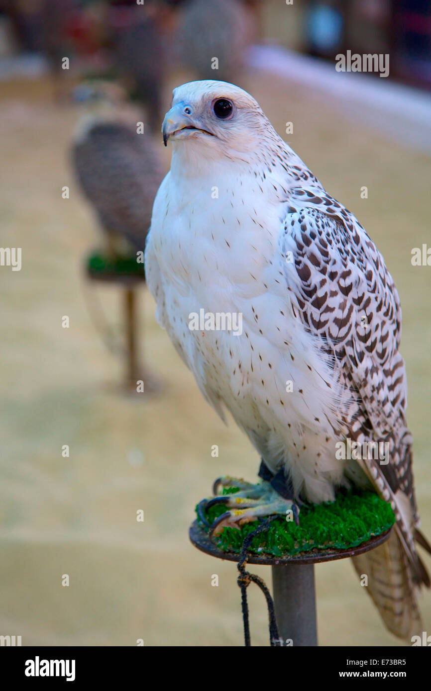 Falcon, Falcon, Souq Waqif Souq, Doha, Qatar, Medio Oriente Foto Stock