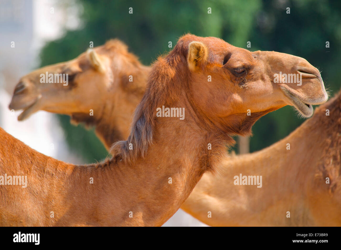 Cammelli in cammello, Souq Waqif Souq, Doha, Qatar, Medio Oriente Foto Stock