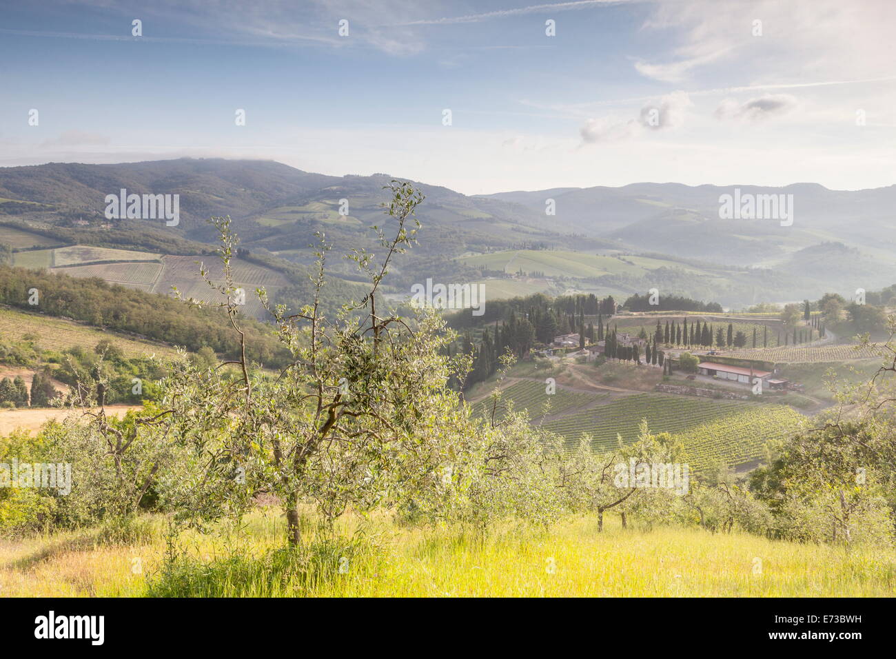 Oliveti e vigneti vicino a Radda in Chianti, Toscana, Italia, Europa Foto Stock