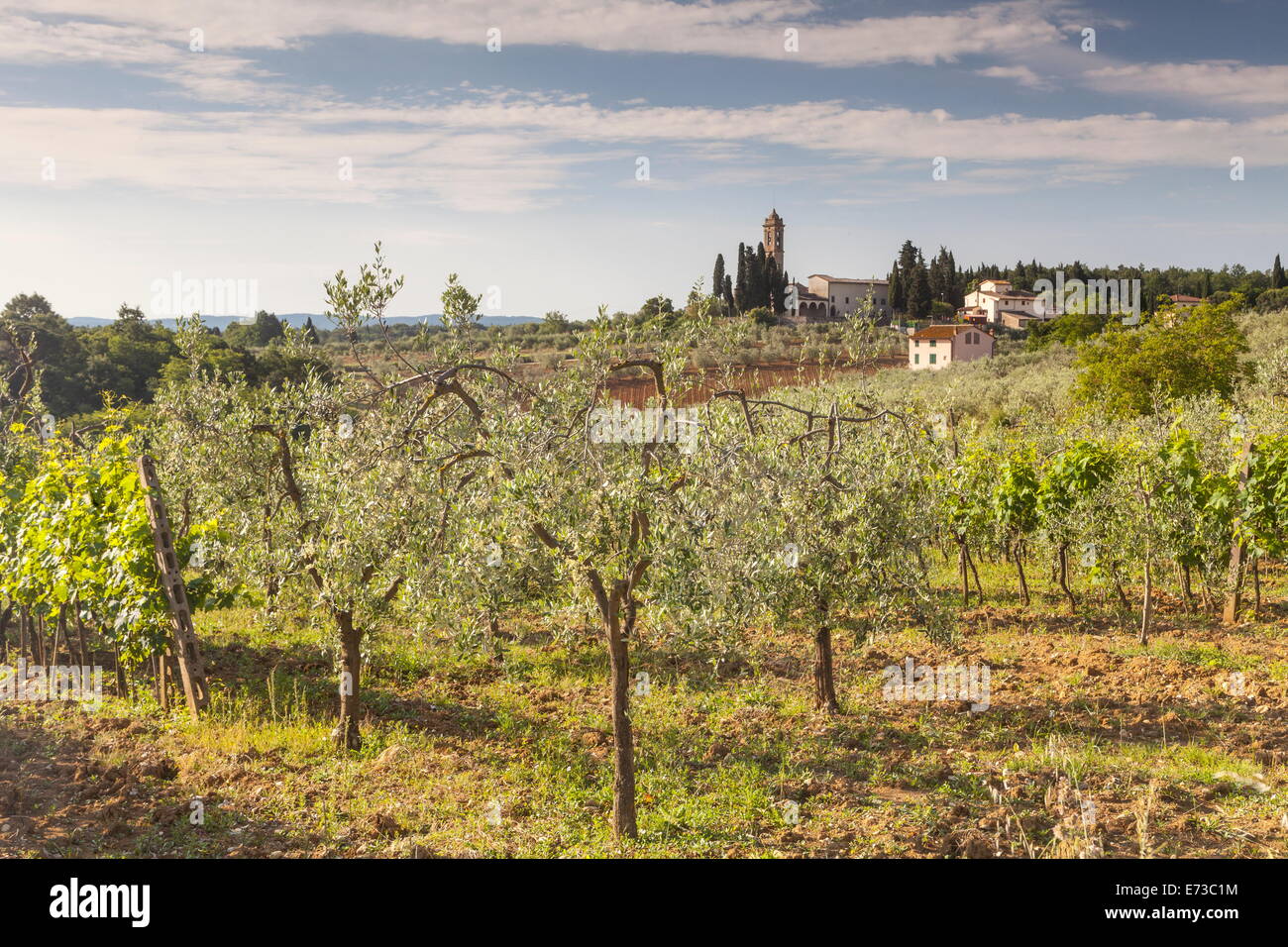 Oliveti vicino a Tavarnelle, Toscana, Italia, Europa Foto Stock