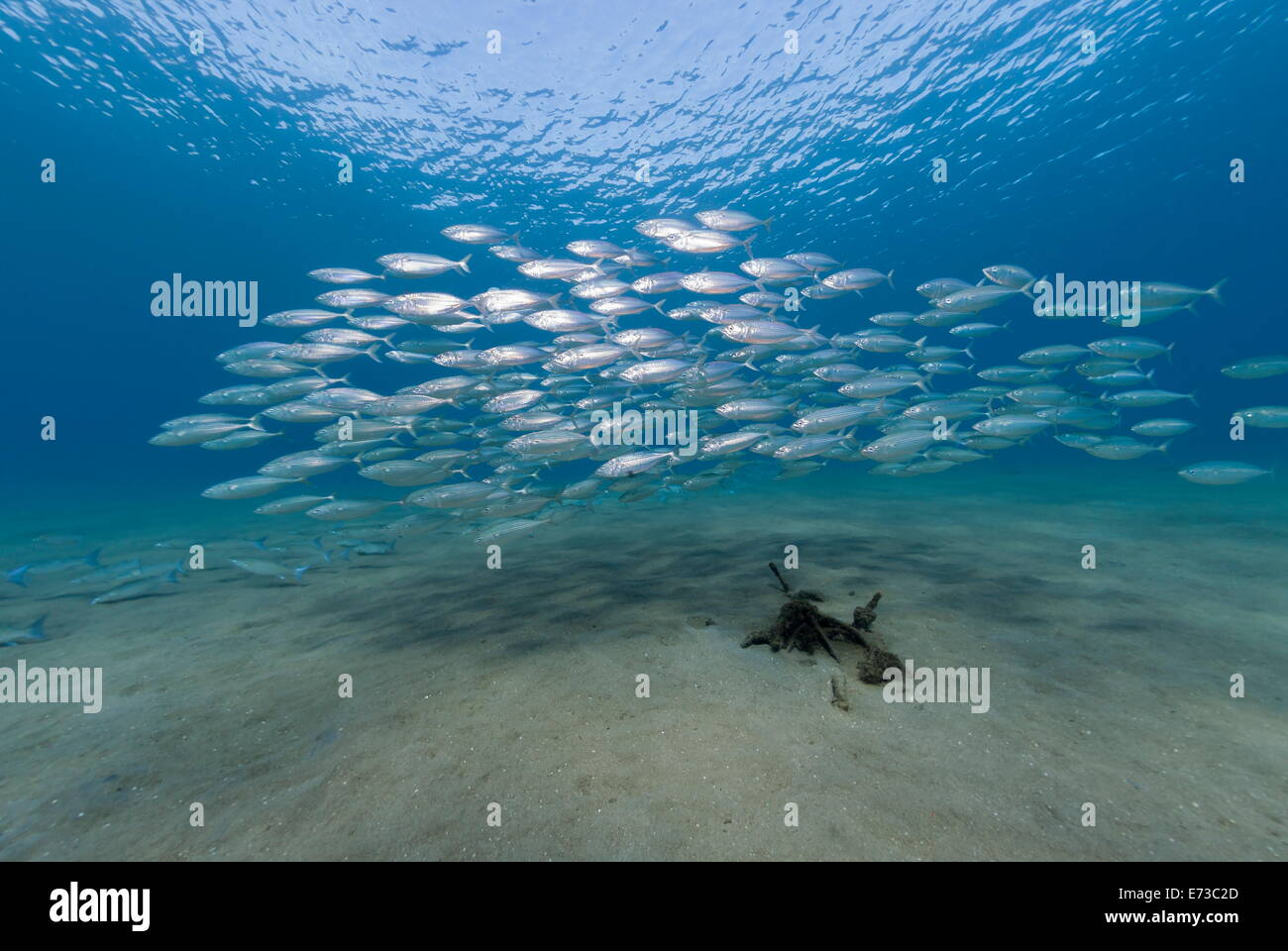 Piccola scuola indiana di sgombro nelle acque poco profonde, Naama Bay, a Sharm El Sheikh, Mar Rosso, Egitto, Nord Africa Foto Stock