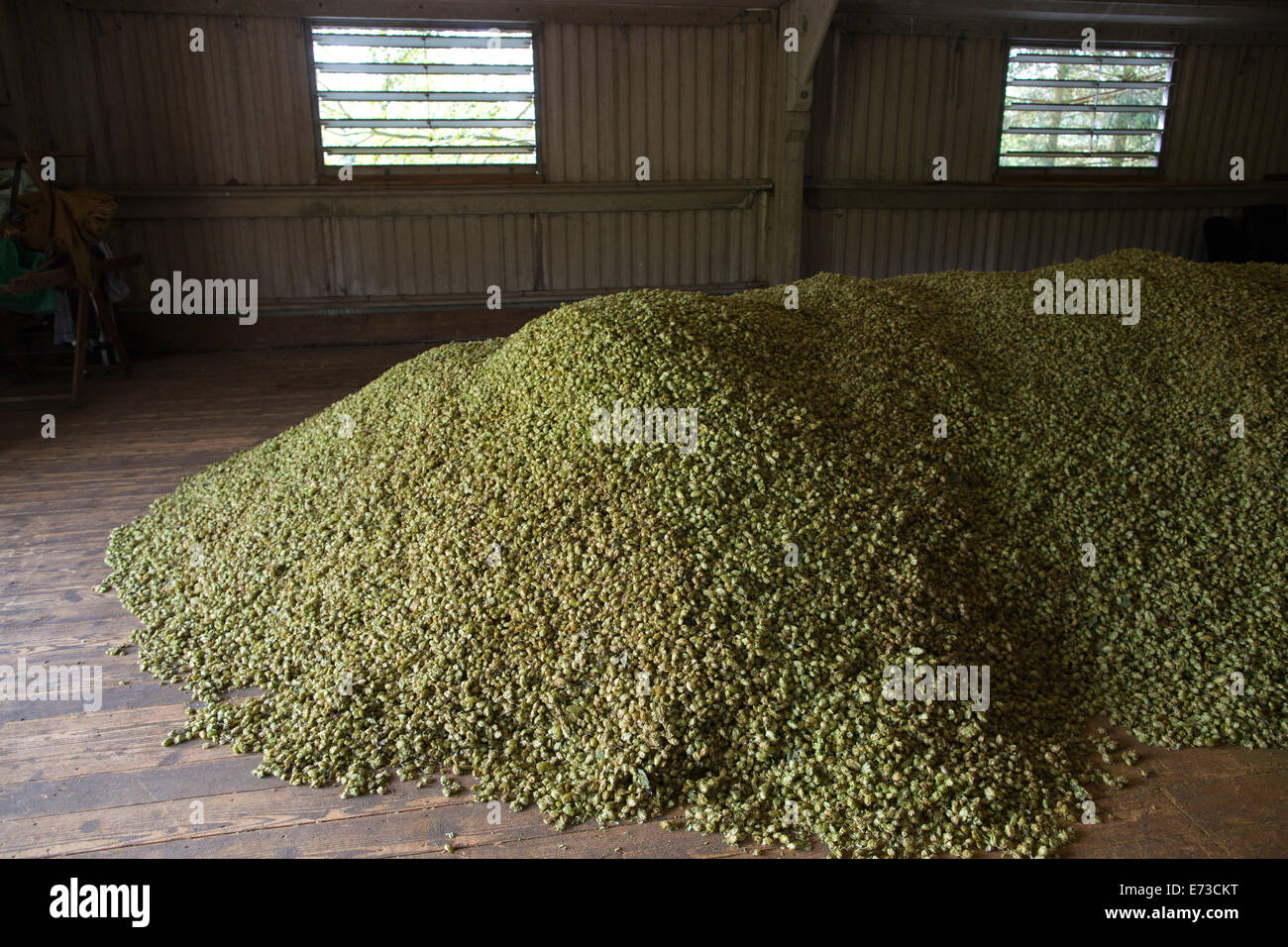 Il luppolo raccolto pronto per essere esportato alle fabbriche per la produzione di birra, Hampton station wagon, Colline del Surrey, Inghilterra, Regno Unito Foto Stock