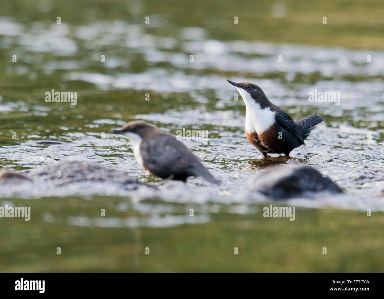 Coppia di bilancieri, Cinclus cinclus appollaiato a fianco di un rapido fiume che scorre sull'Isle of Mull, Scozia Foto Stock