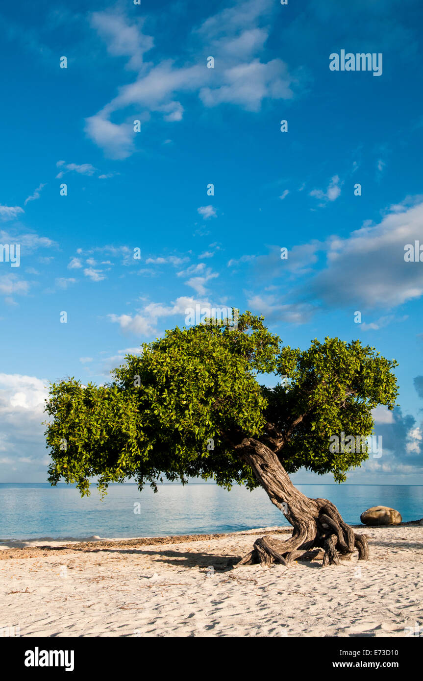 Famosi Divi Divi alberi sulla spiaggia sabbiosa di Aruba Foto Stock
