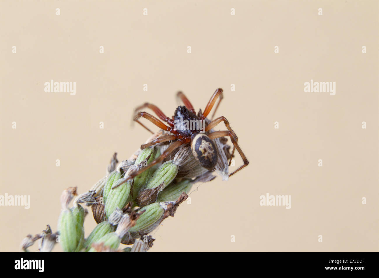 Nobile vedova falso spider Foto Stock