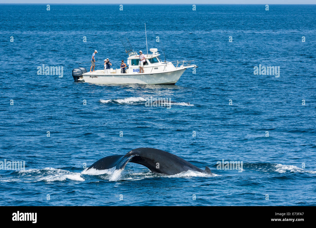 Banca Stellwagen Avvistamento di Balene Foto Stock