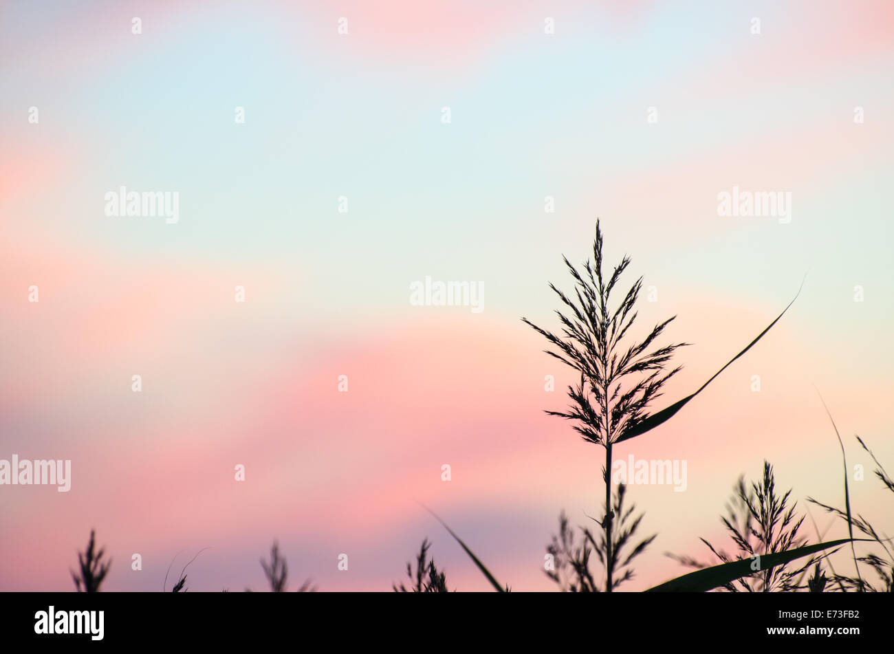 Fiore di Reed al crepuscolo con morbido colorato sky Foto Stock