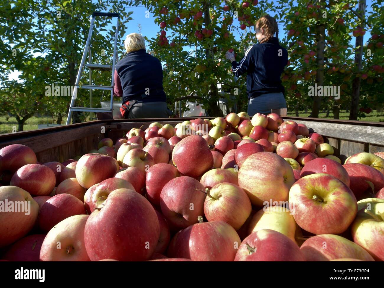 Francoforte sull'Oder, Germania. 28 Agosto, 2014. Le mele del tipo 'shampion' giacciono su una pila sul display di un frutto e apple farm a Francoforte sull'Oder, Germania, 28 agosto 2014. Foto: Patrick Pleul/dpa/Alamy Live News Foto Stock