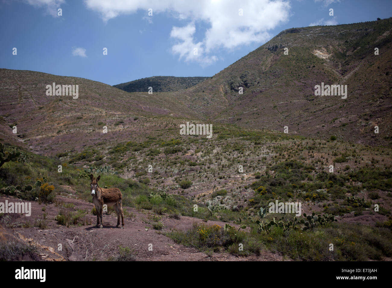 Un asino lambisce in Wirikuta, Real de Catorce, San Luis Potosi, Messico, 24 luglio 2014. Foto Stock