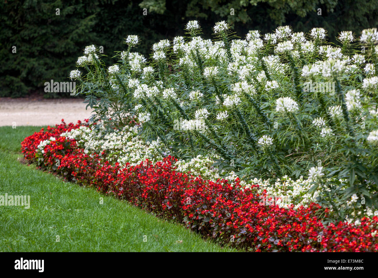 Giardino di fiori Cleome hassleriana letto di fiori di ragno bianco, piante combinate, fiori fioriti in aiuola bella pianta da giardino begonias Foto Stock
